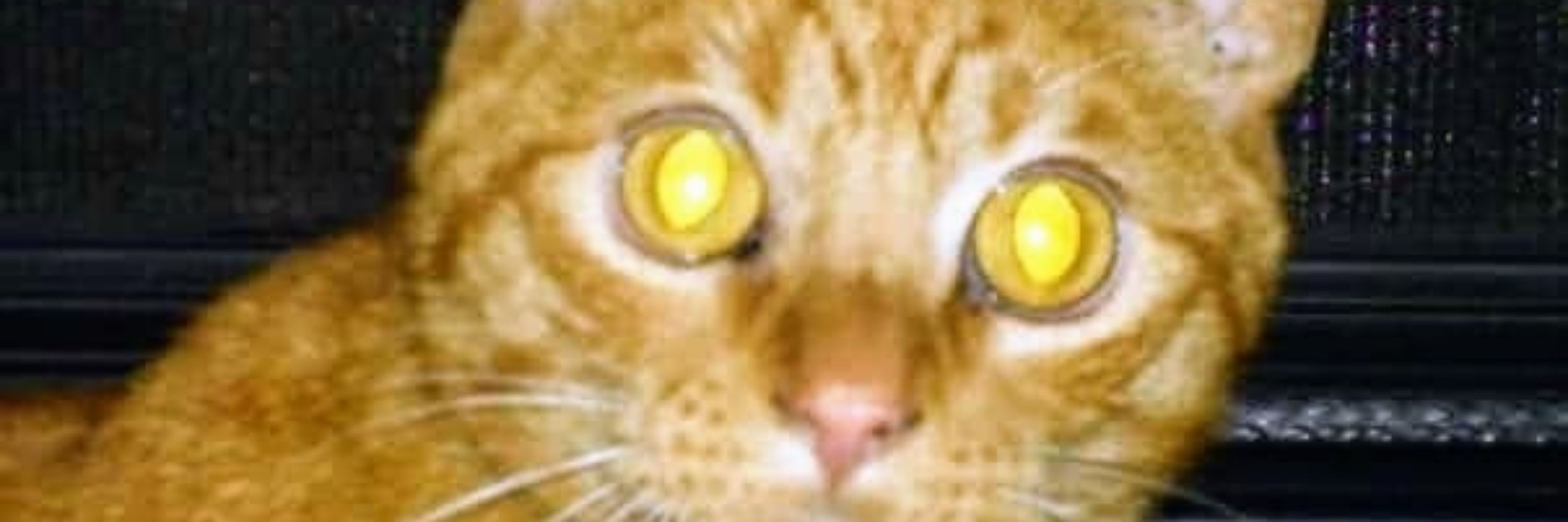 Tige Schornack