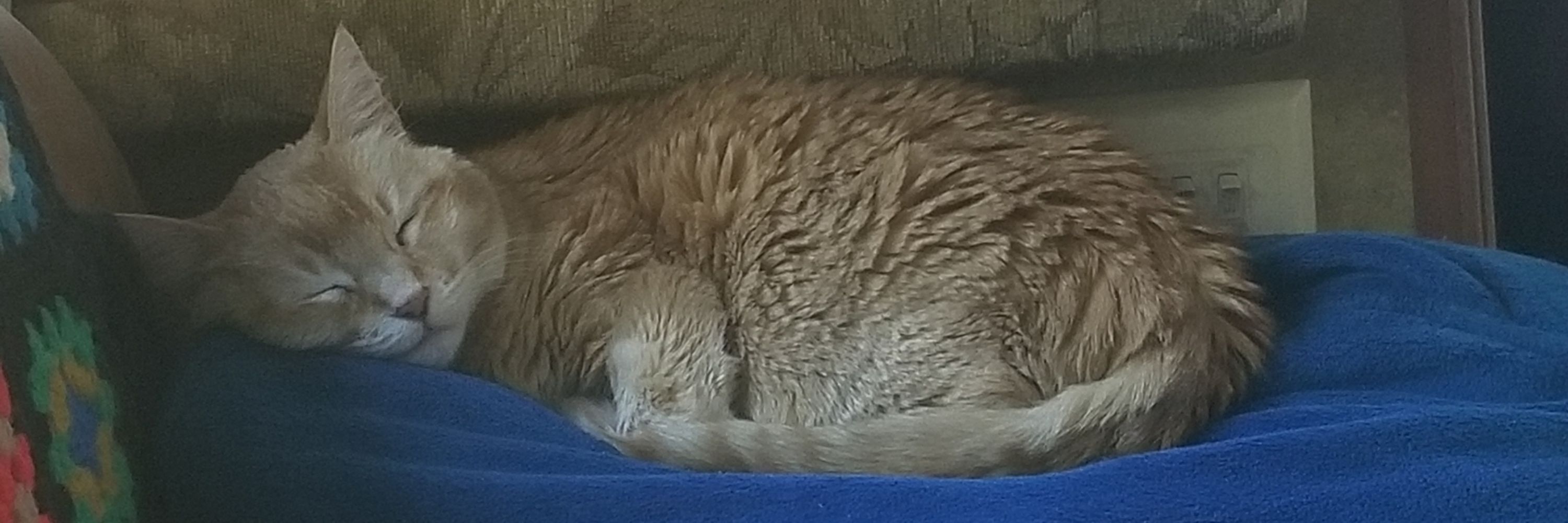 CatMomInBlue