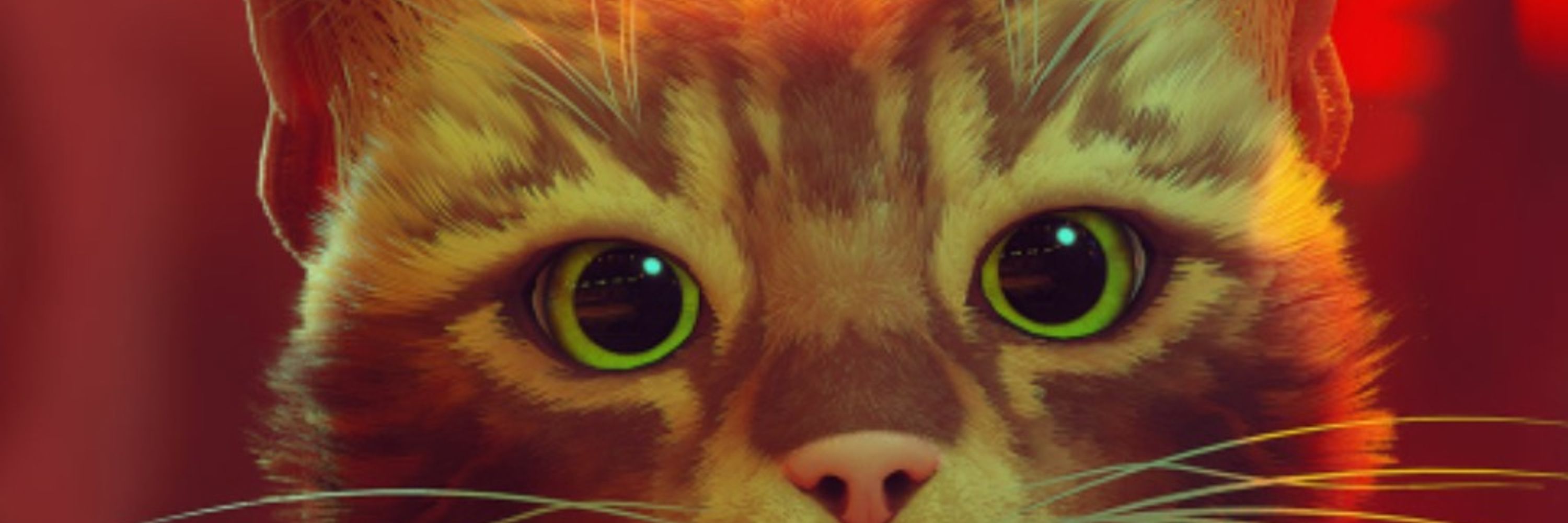 Dash Kitten