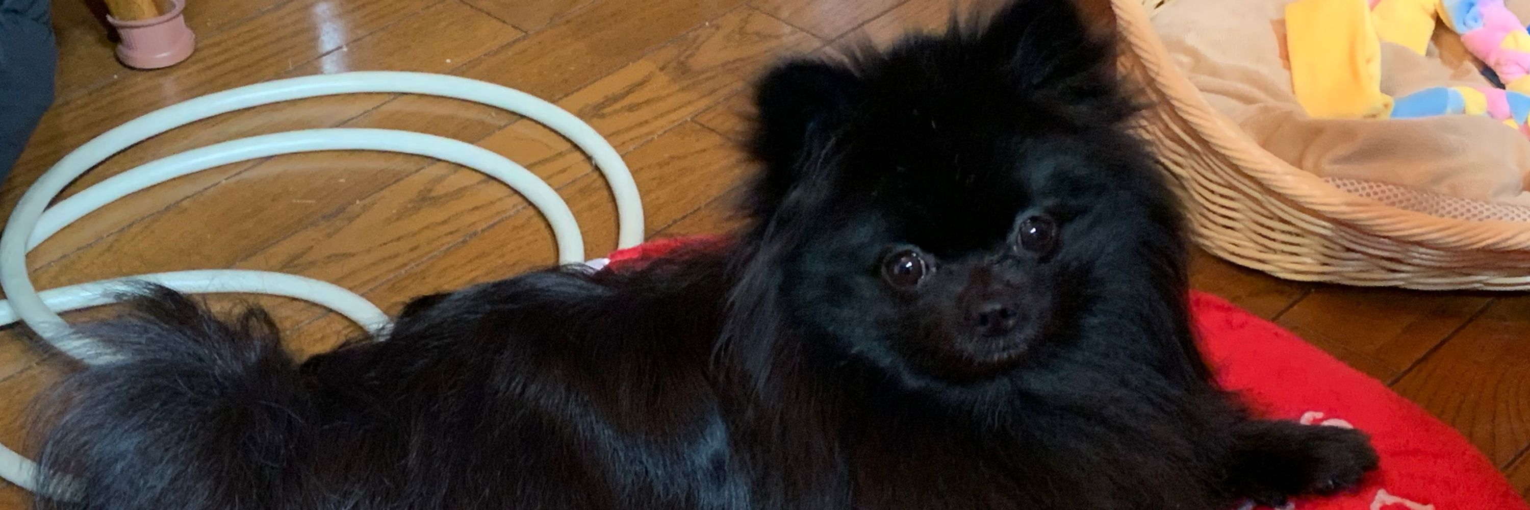 すら犬