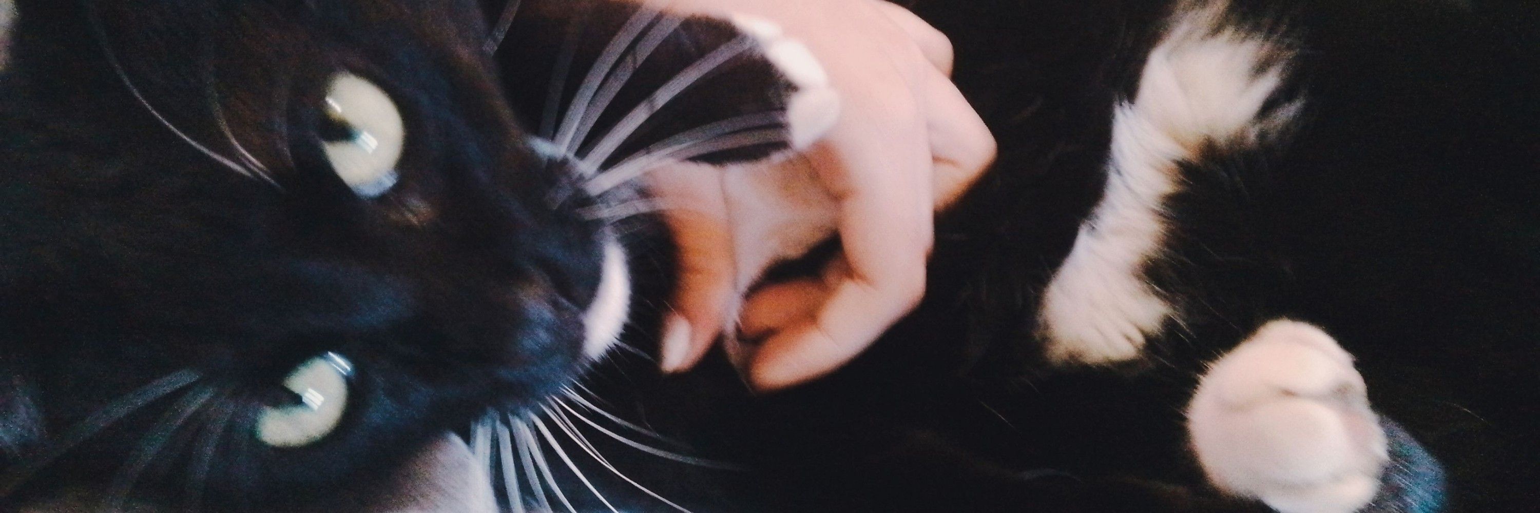 heloo S2