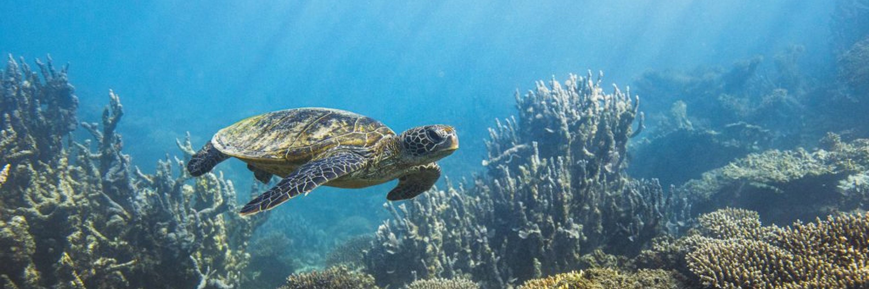 Marine Conservation Institute