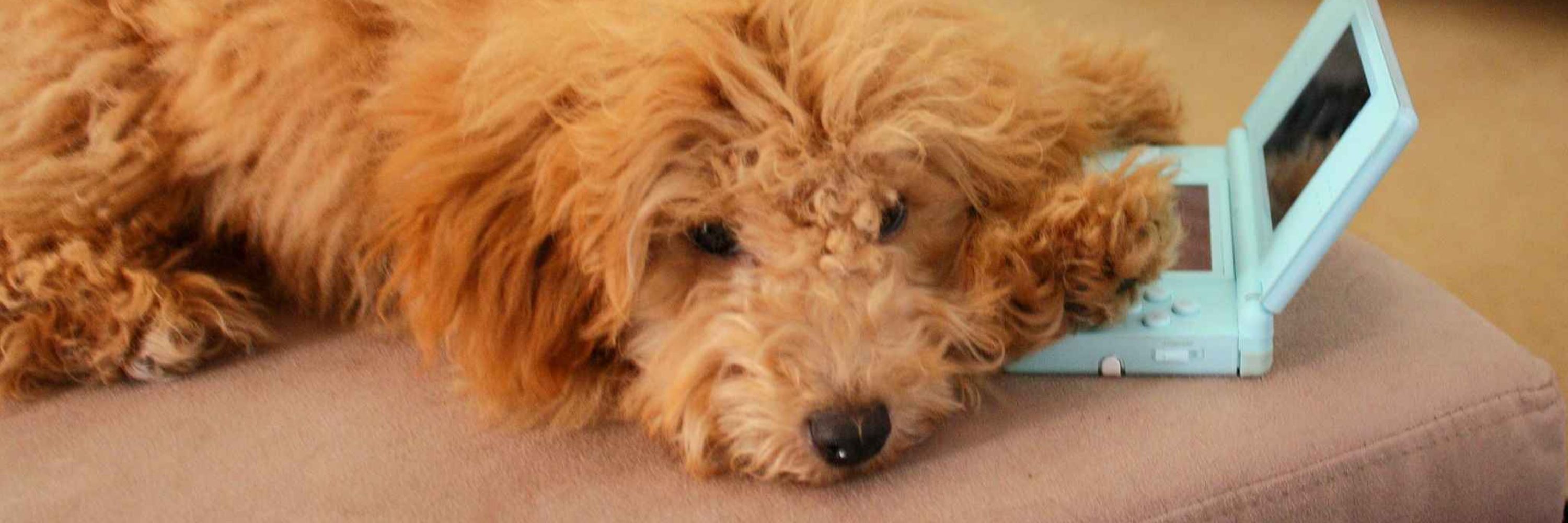 🐶 ʙᴜɴɴɪᴇ 🐾 ΘΔ