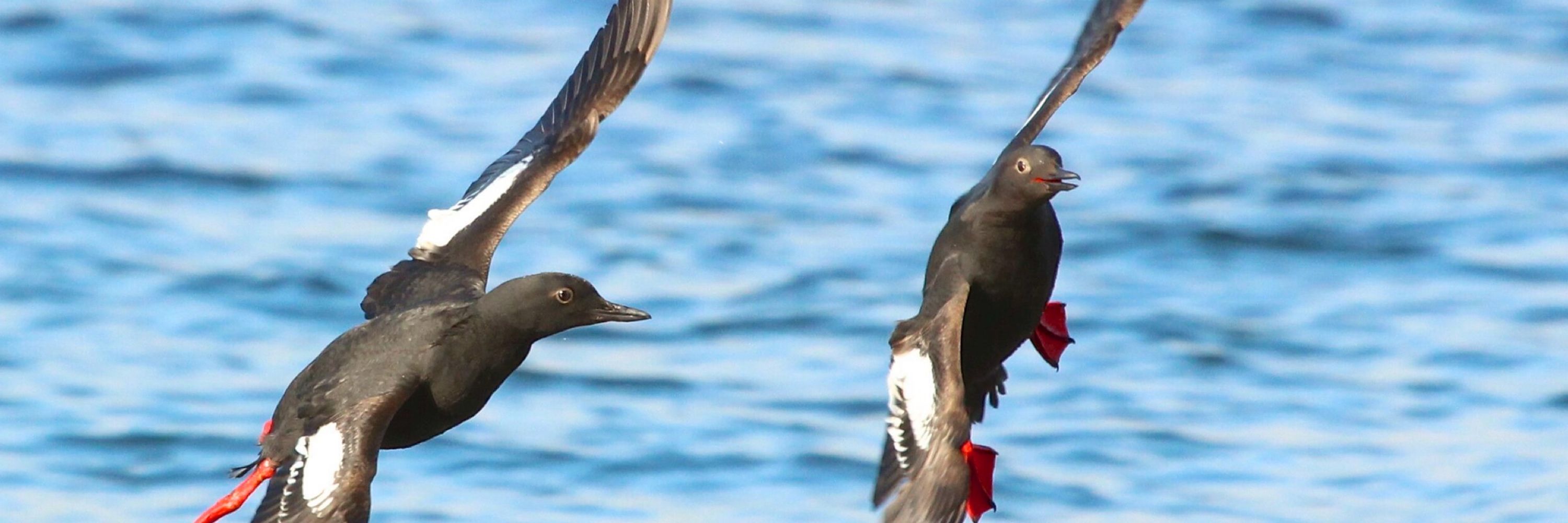 Whidbey Audubon Society