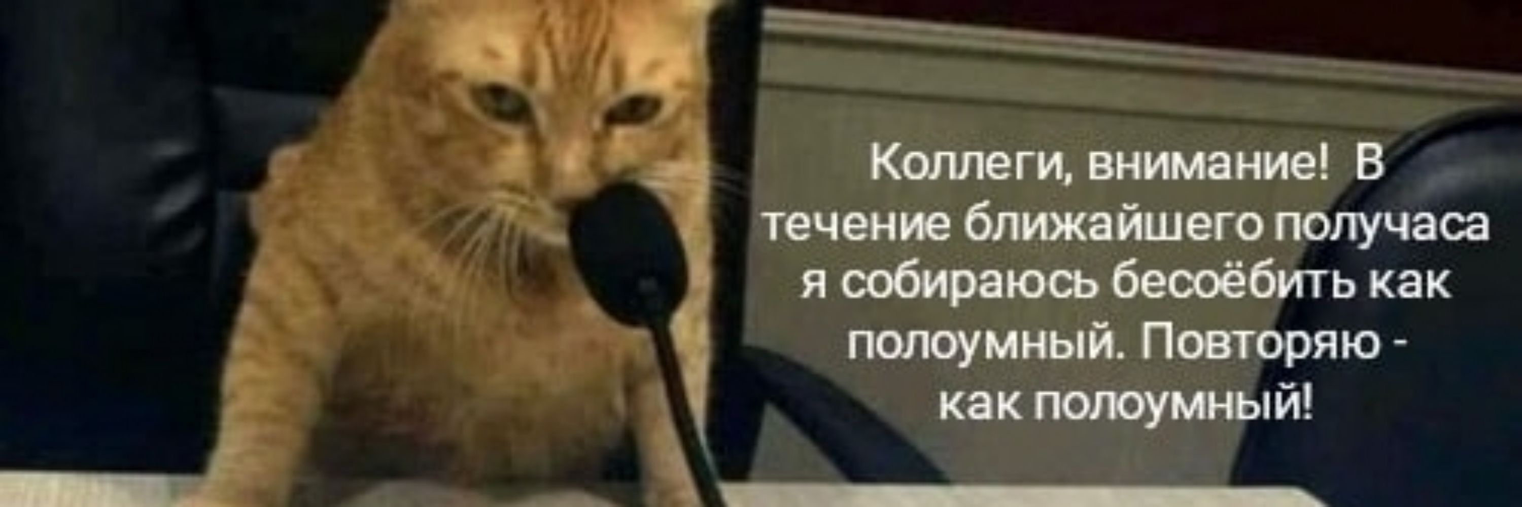 грустная мышь ест