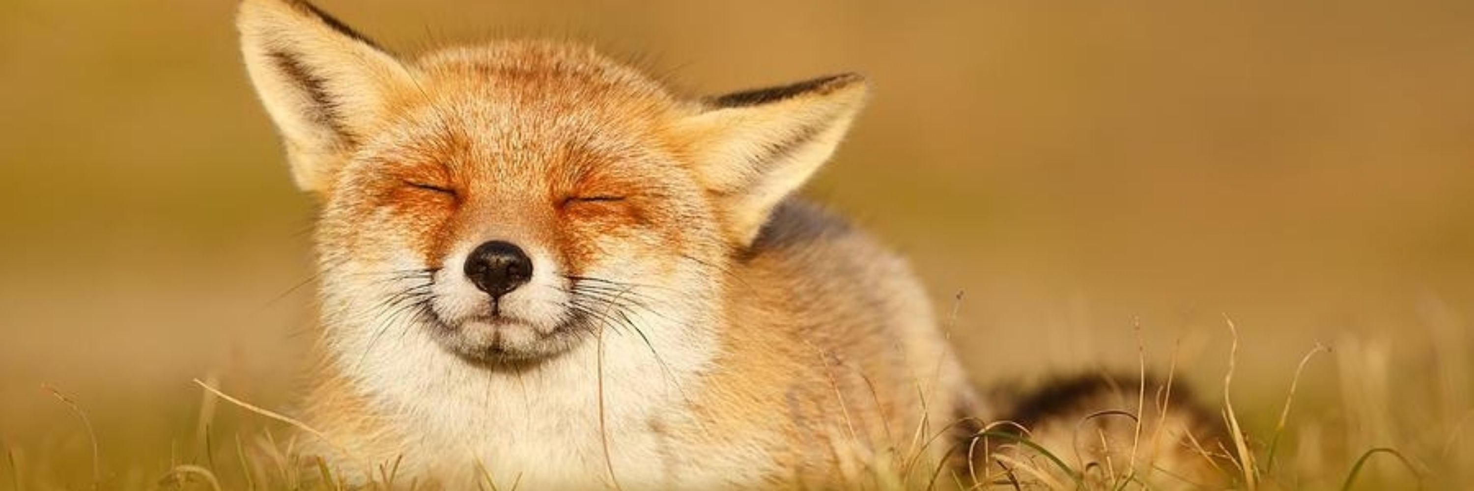 Internet Fox