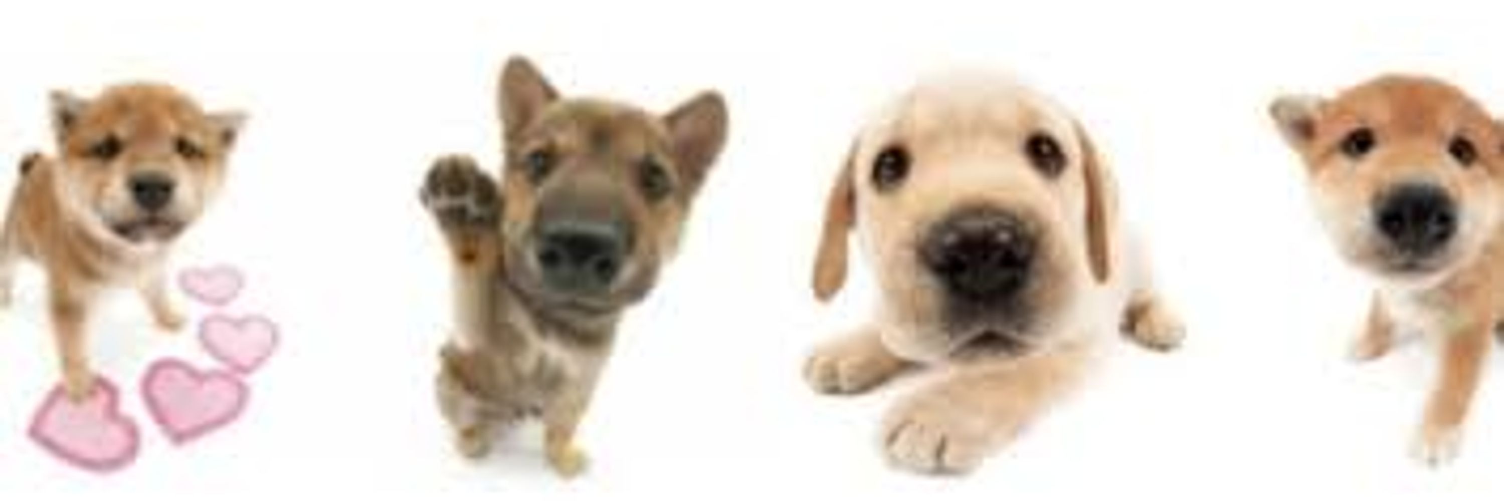 PuppygalX3