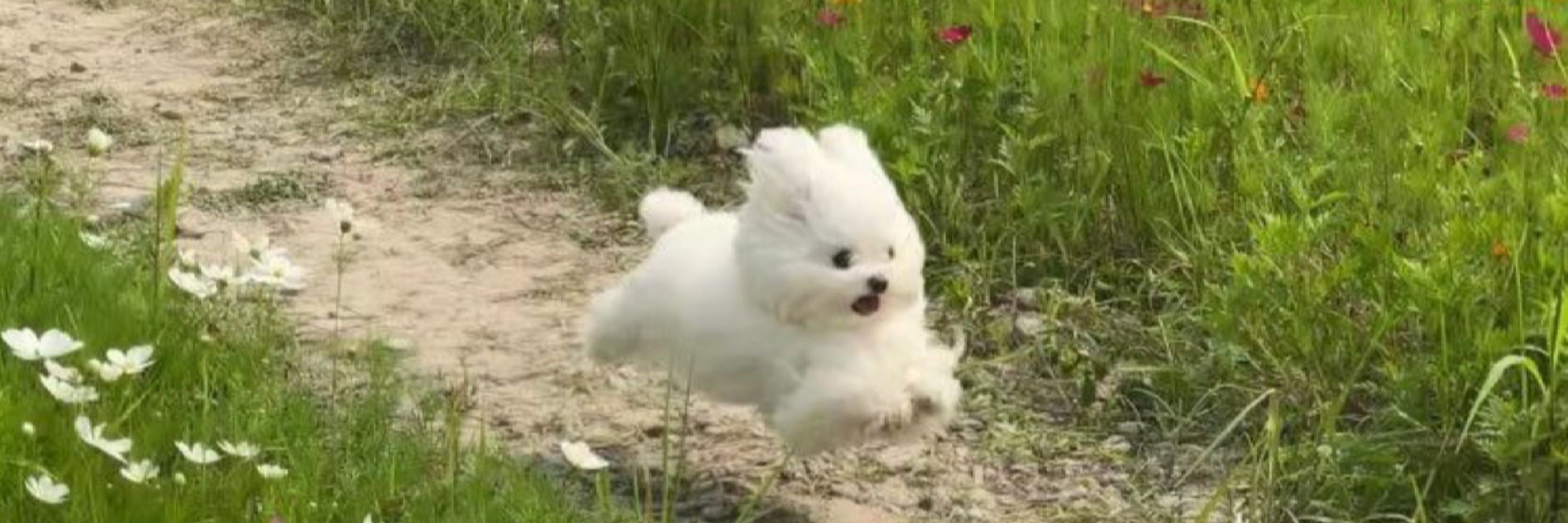 (๑･̑◡･̑๑)