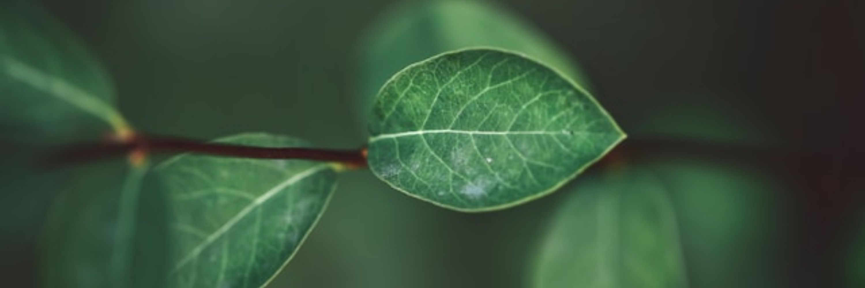 WayoftheLeaf