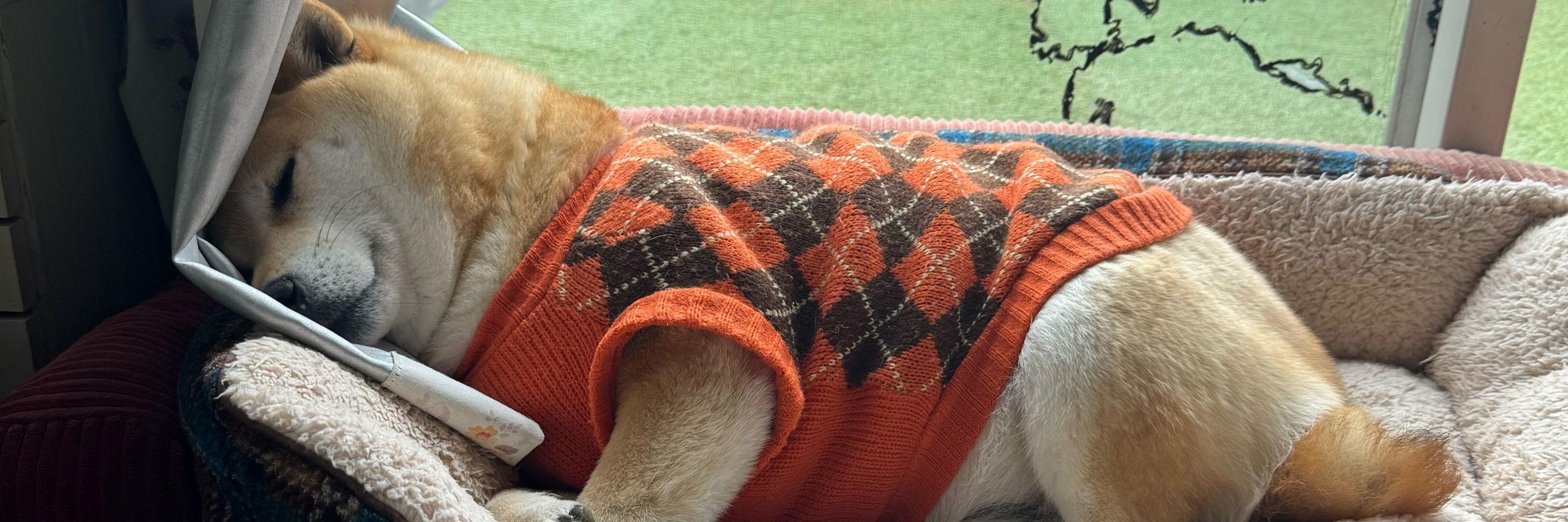 柴犬おもち🐶