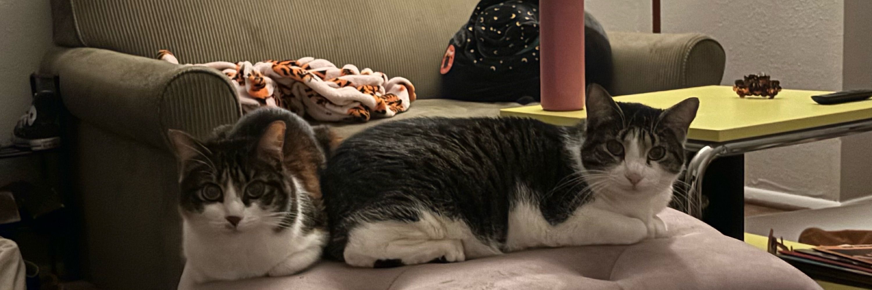zoë
