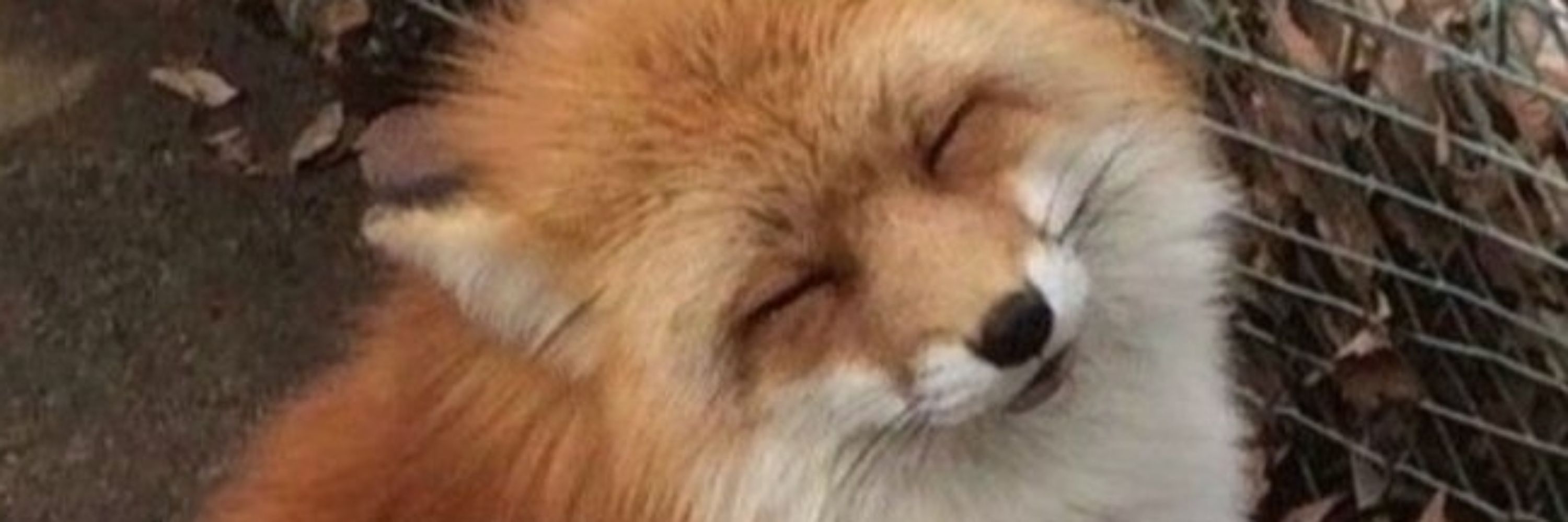 UnknownFox