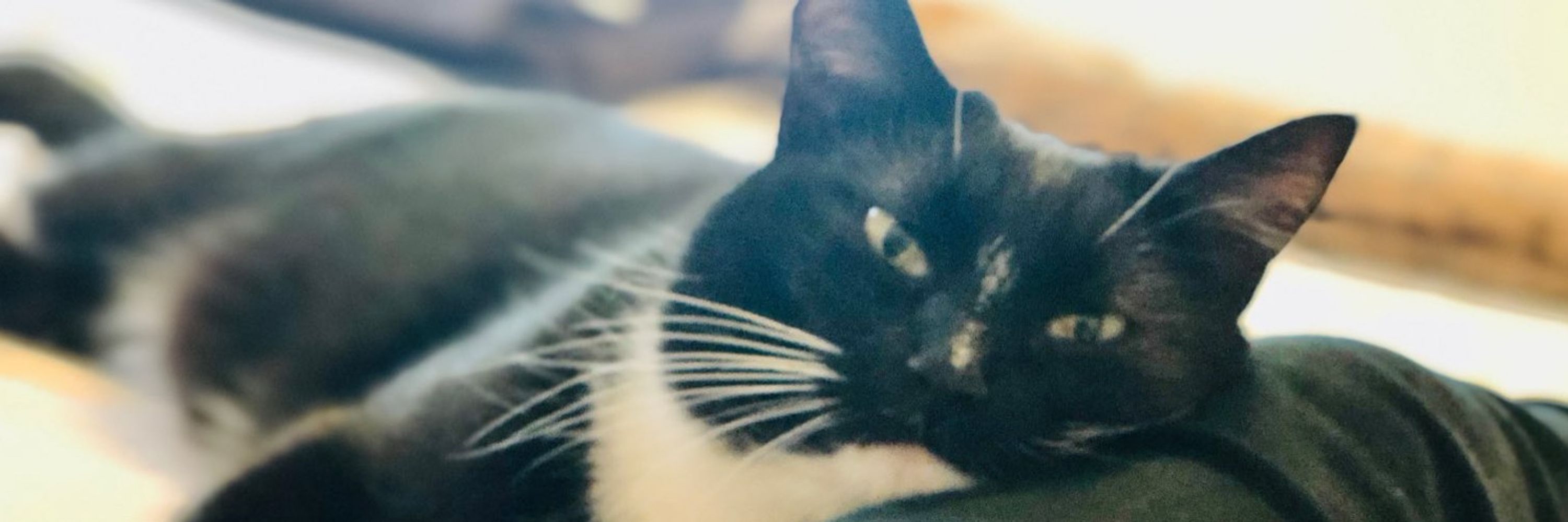 Lu