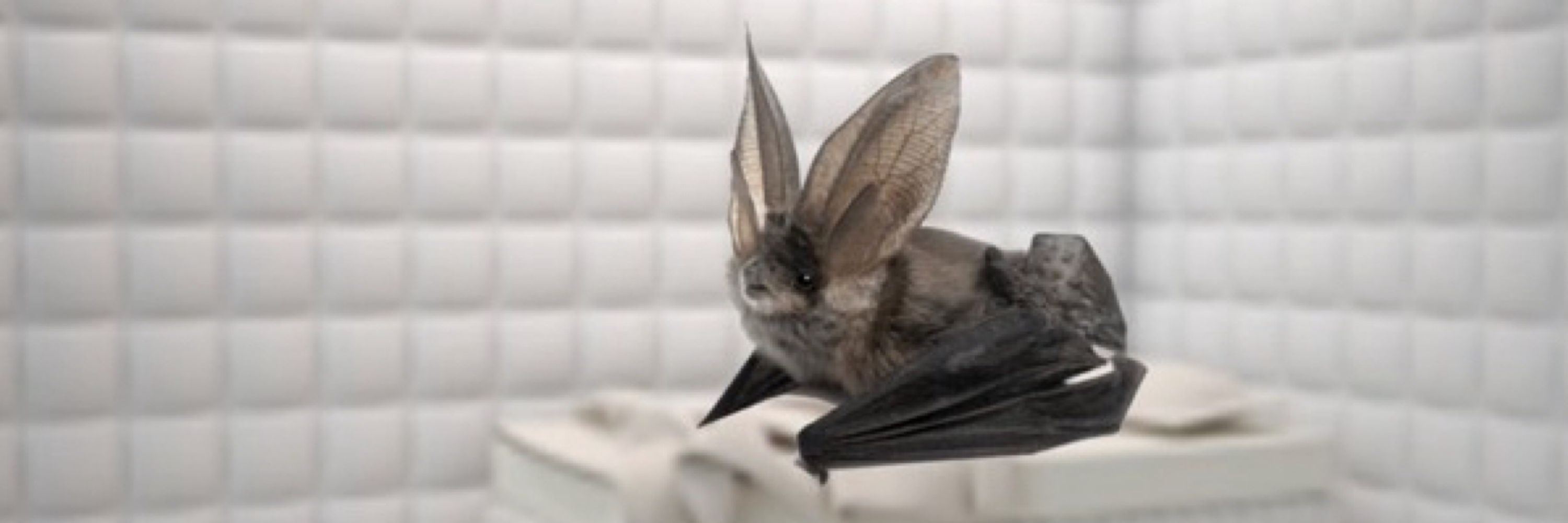 batty