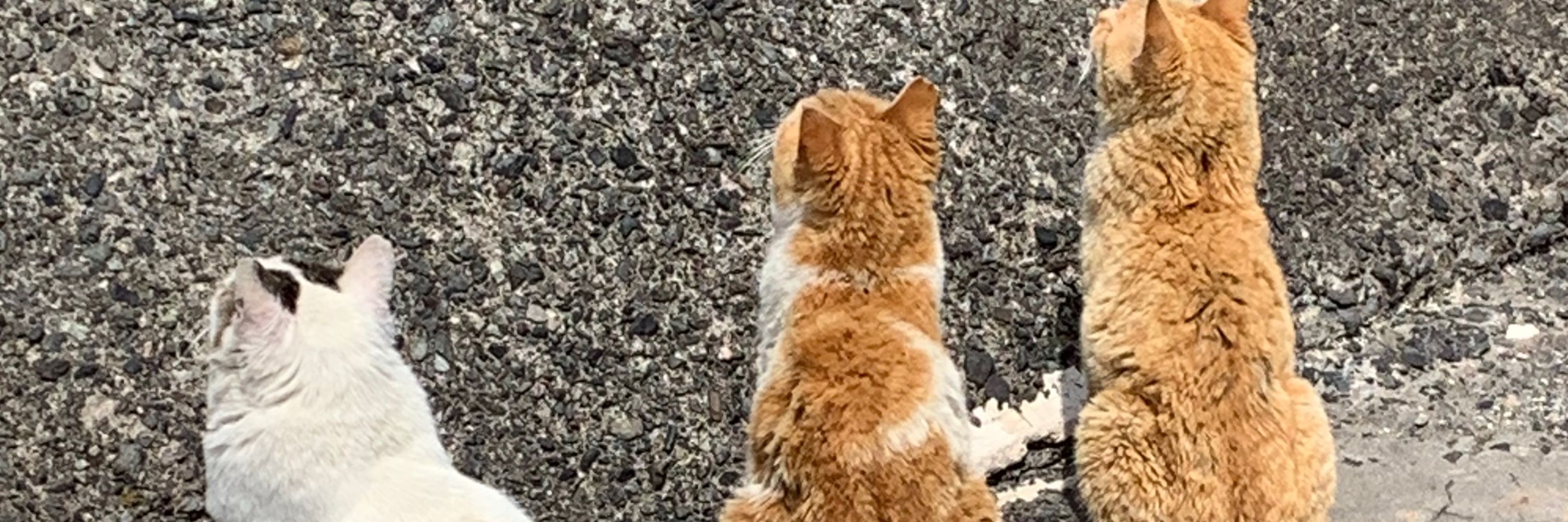 ばいお