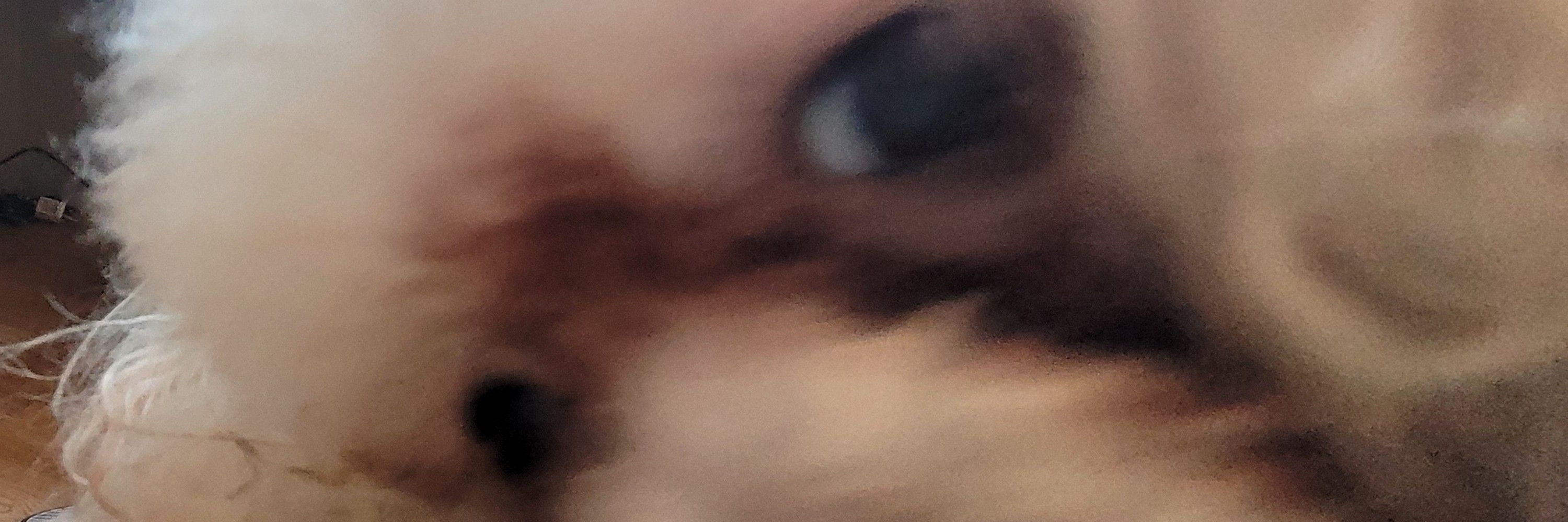 jordan 🦝