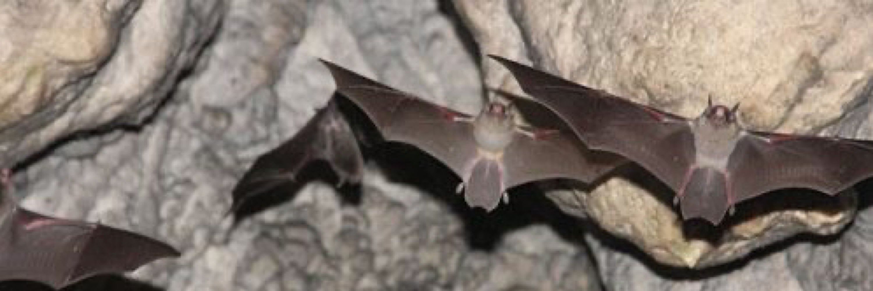 🦇Brie🦇