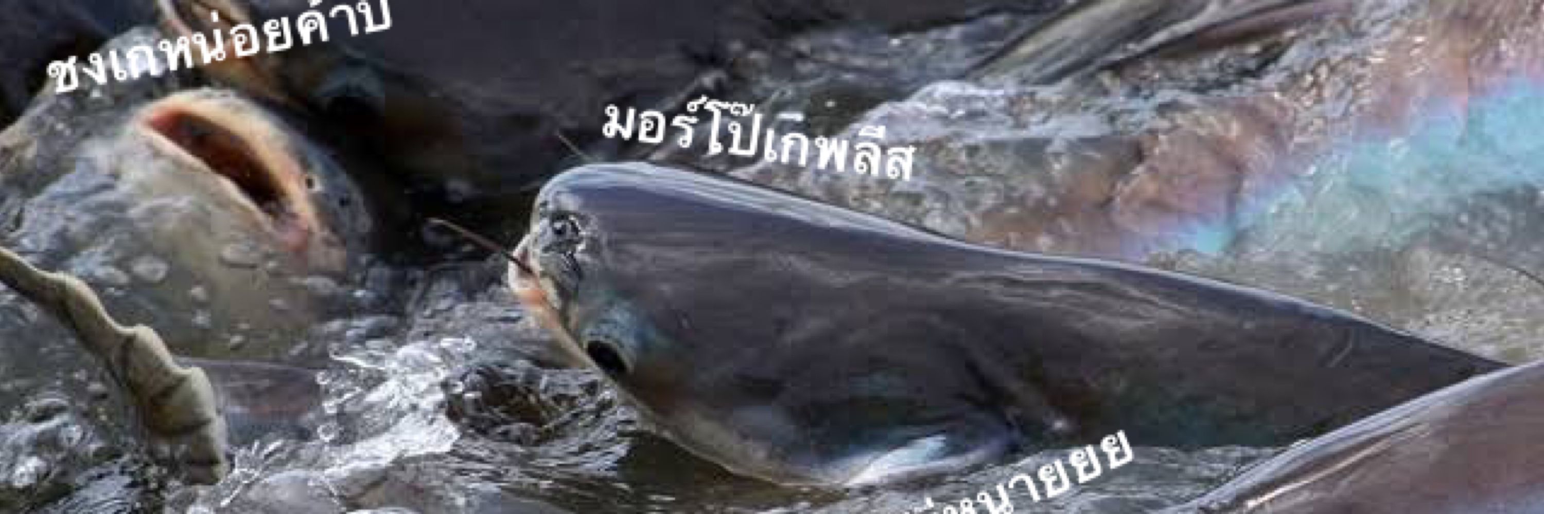 รัททาทุยผงาด
