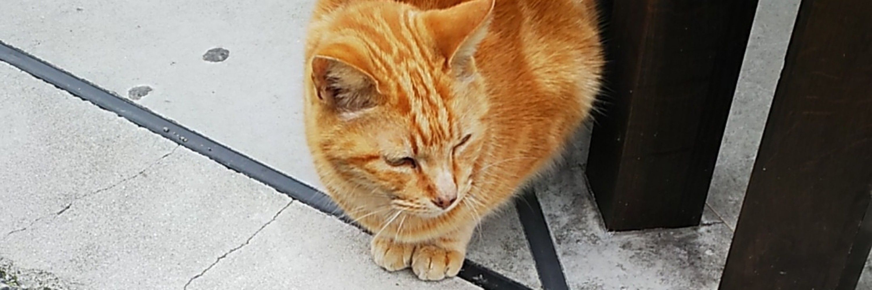 ミユウ