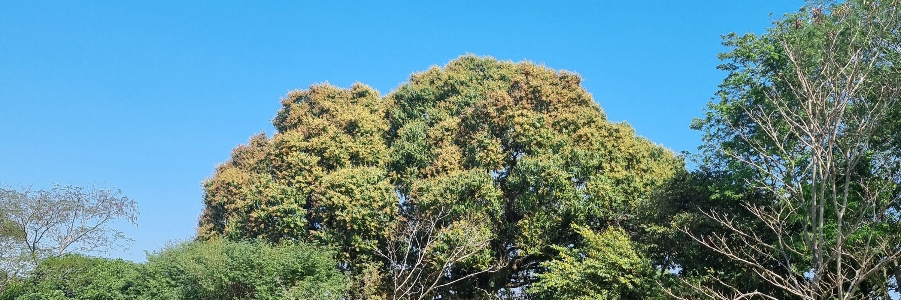 Ágatha 
