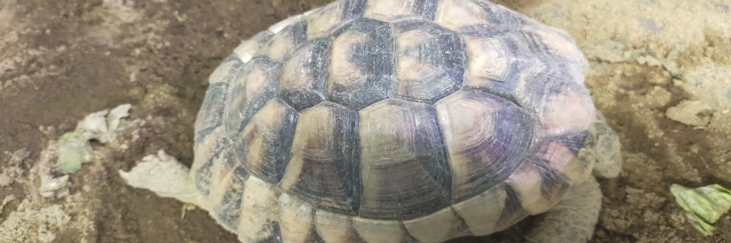ニョロ