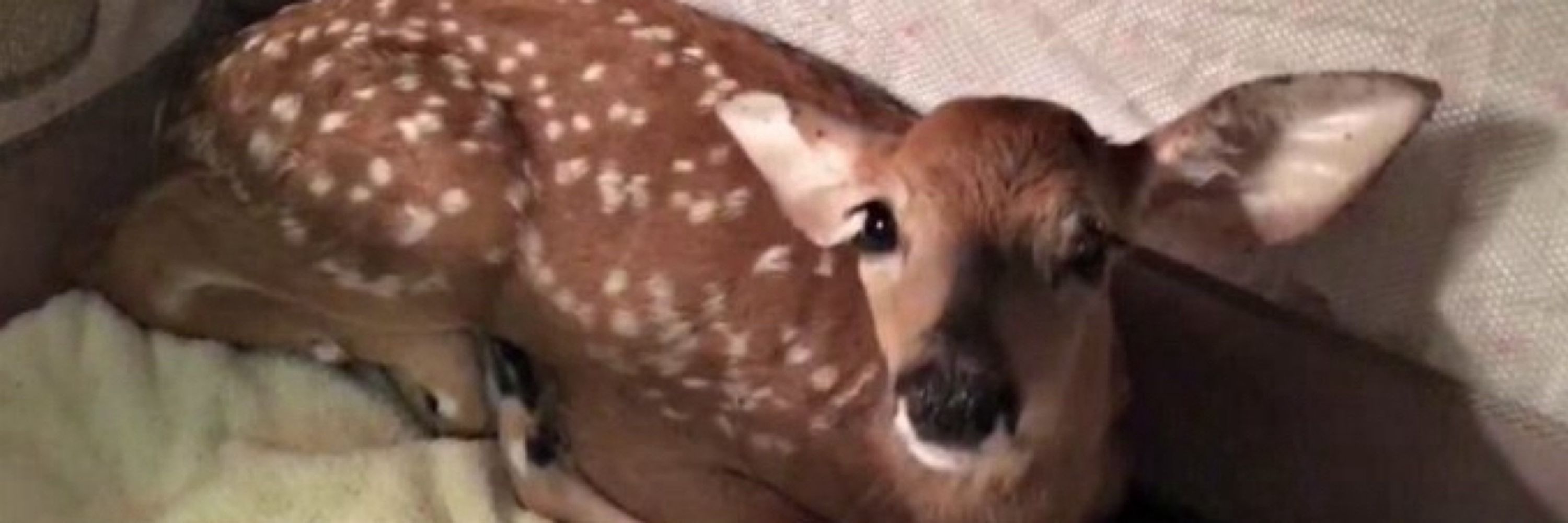 Fawn