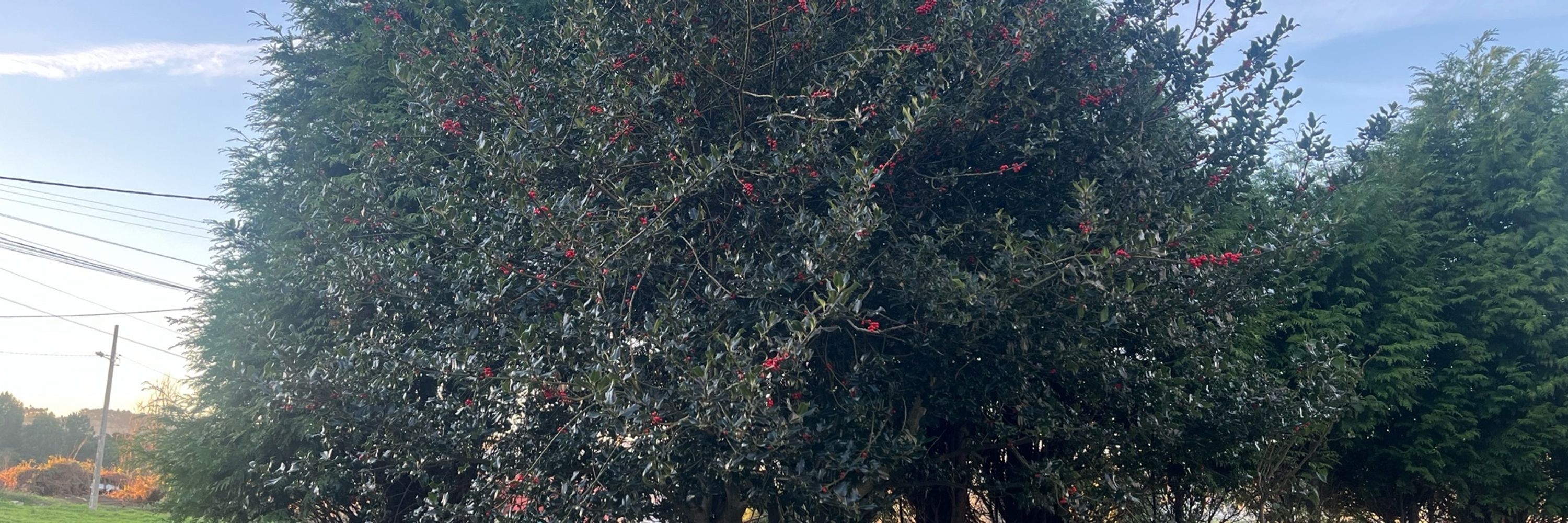 Pirulilla
