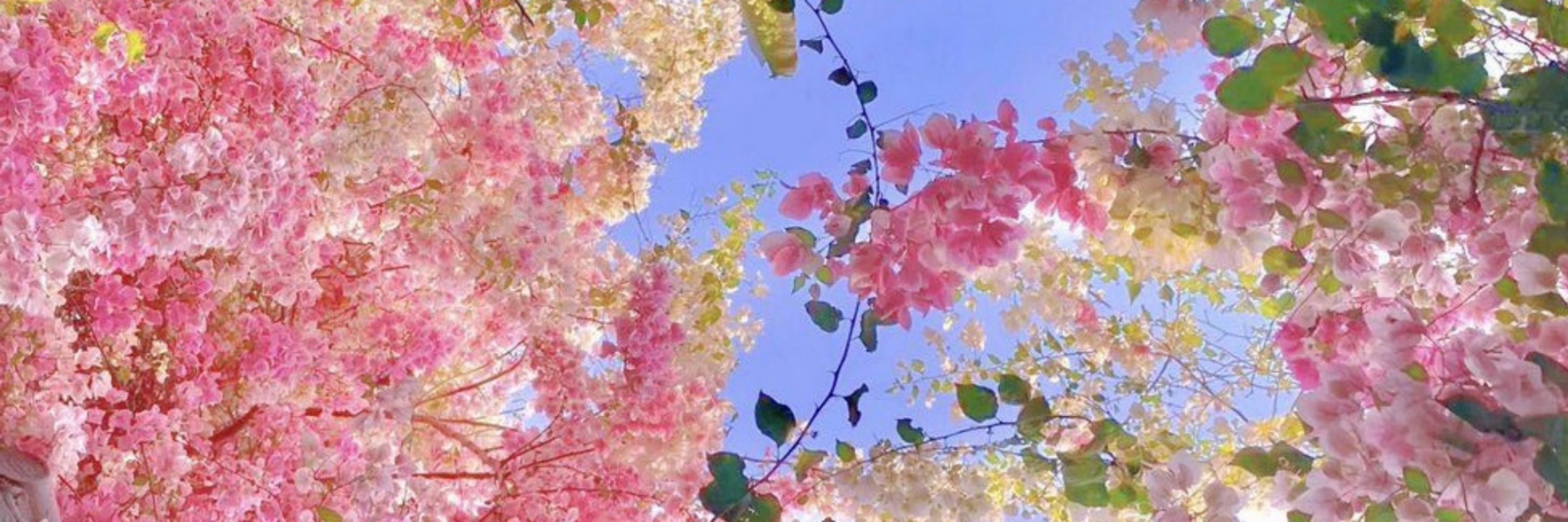 Masami🌸