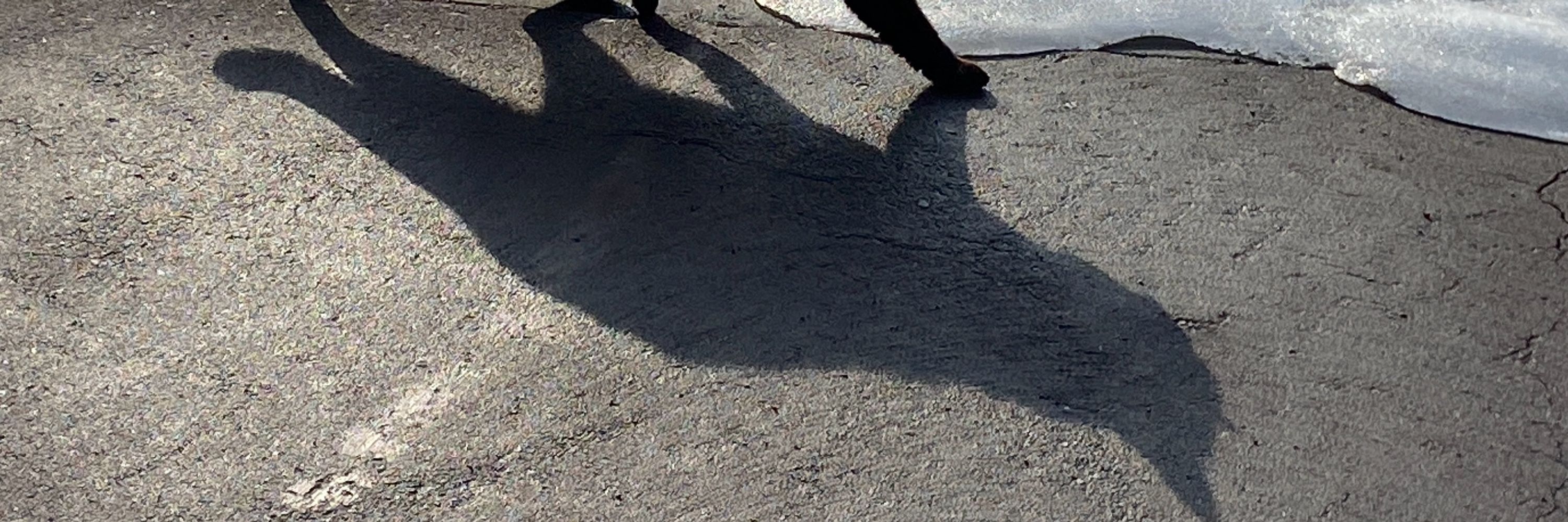 のろねこ