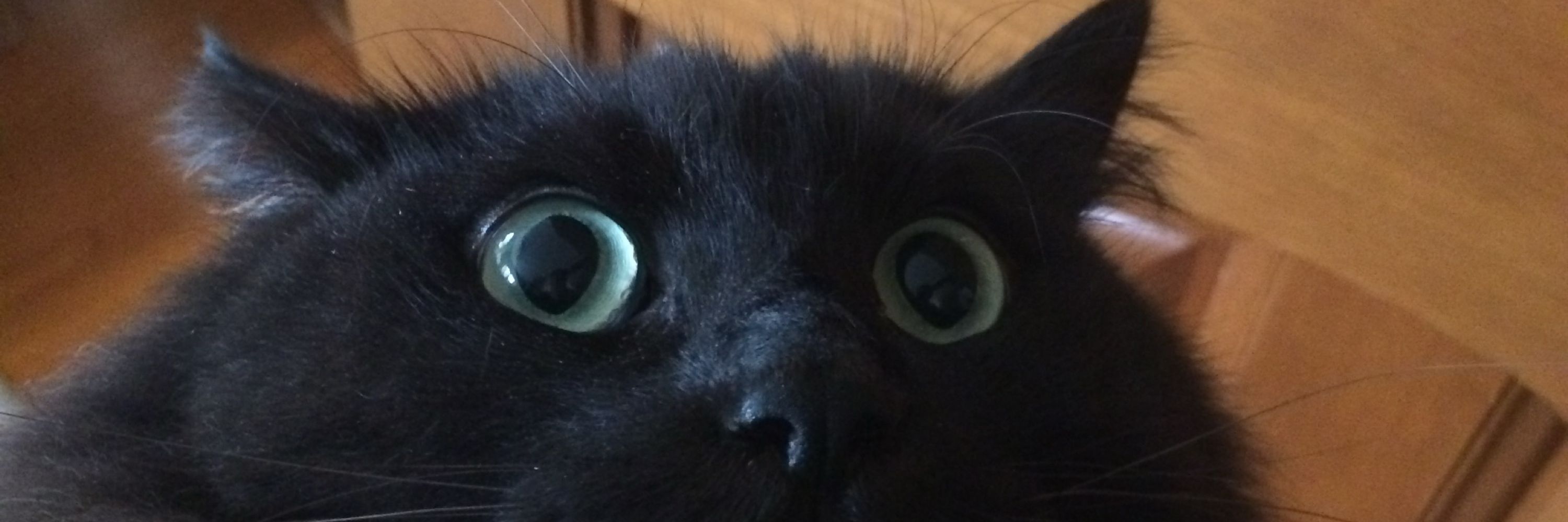 にゅず（ねこすい検定4級）