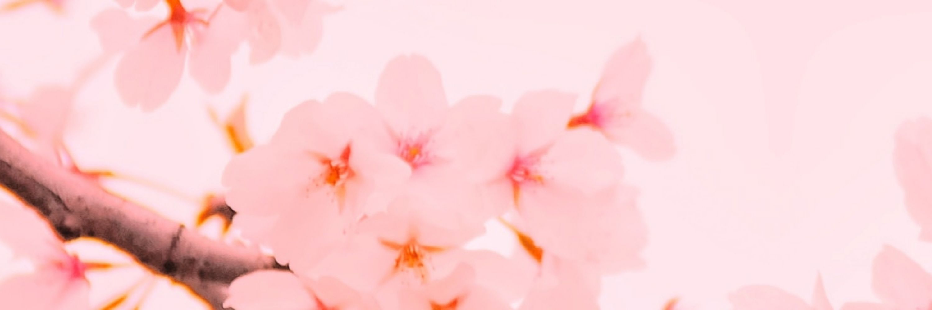 🌸Little Sakura 