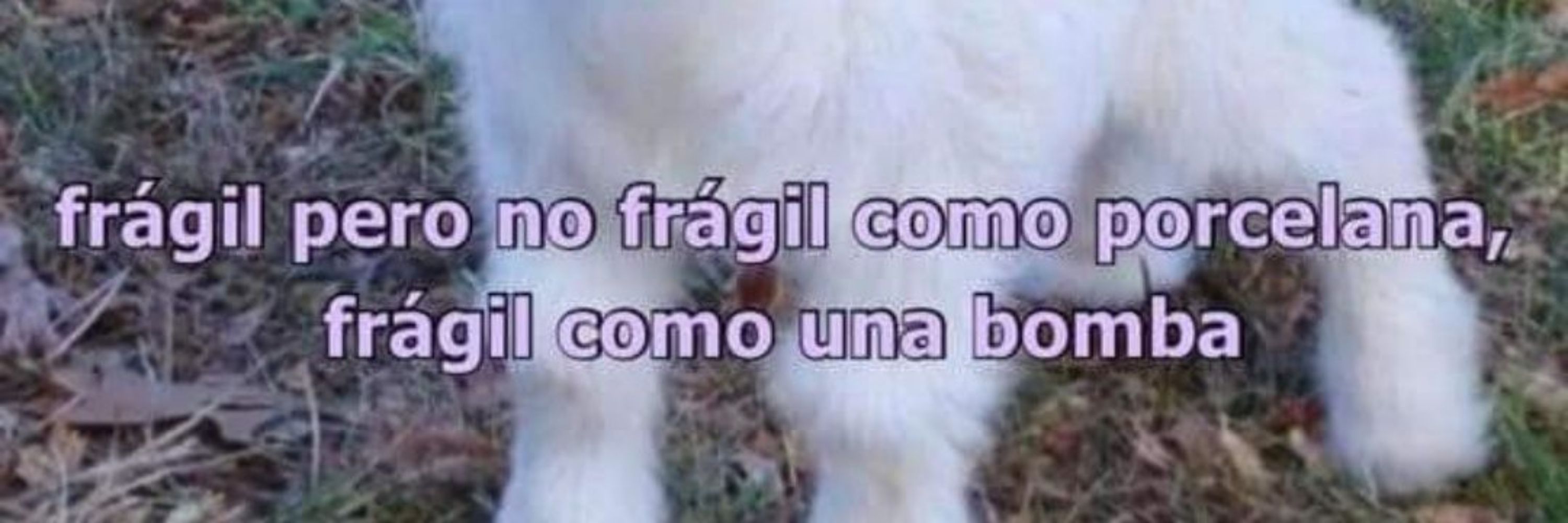 junio sdv