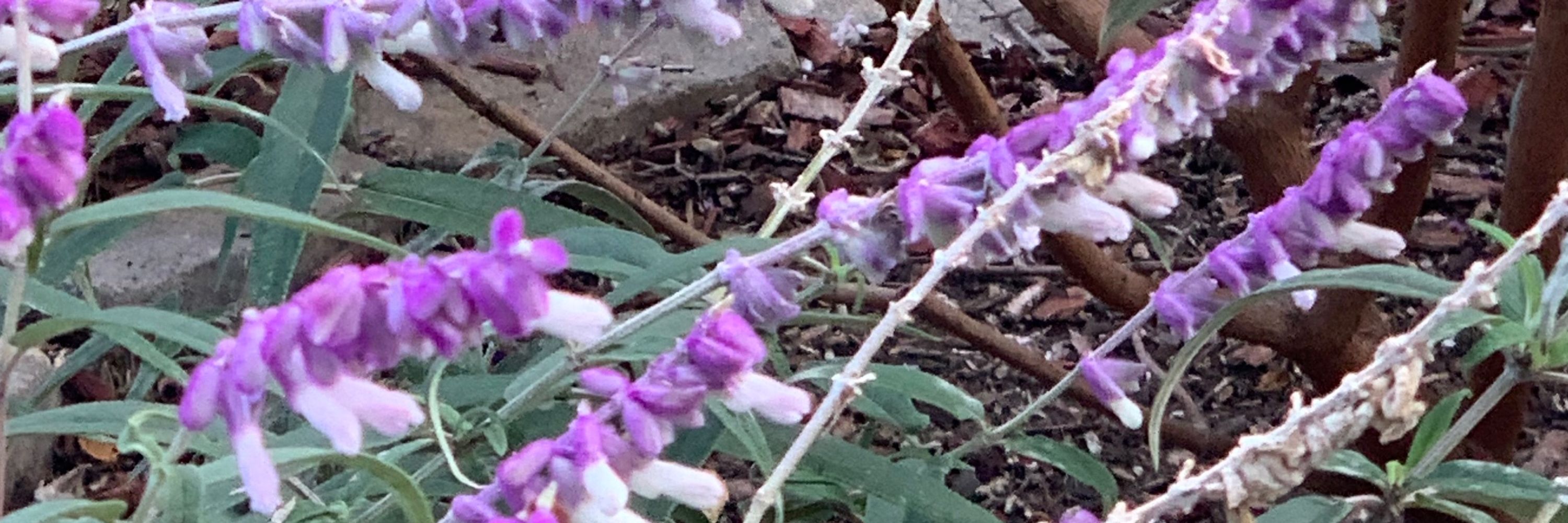 lilika ioki kukiela