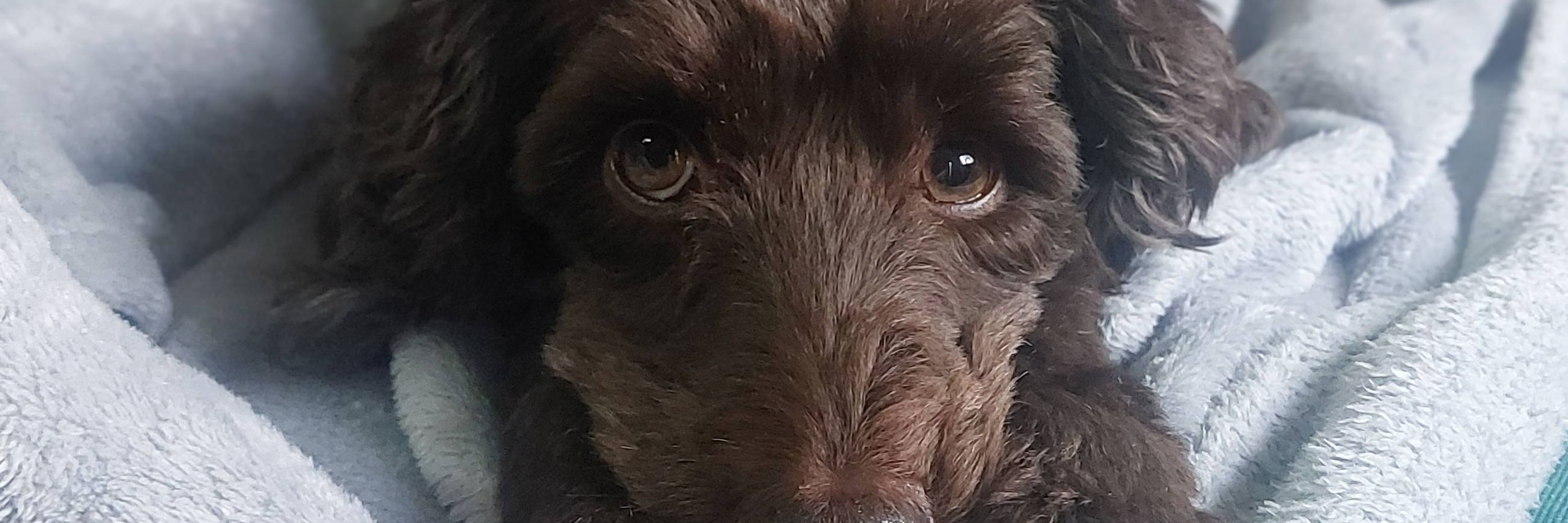 Jake