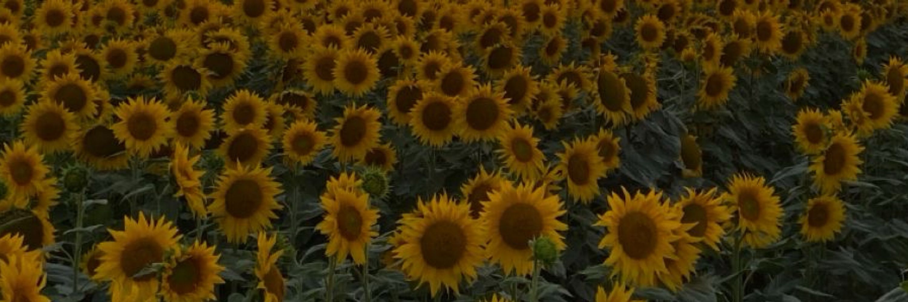 Kurouki🌻|ติดภารกิจ3-4วัน