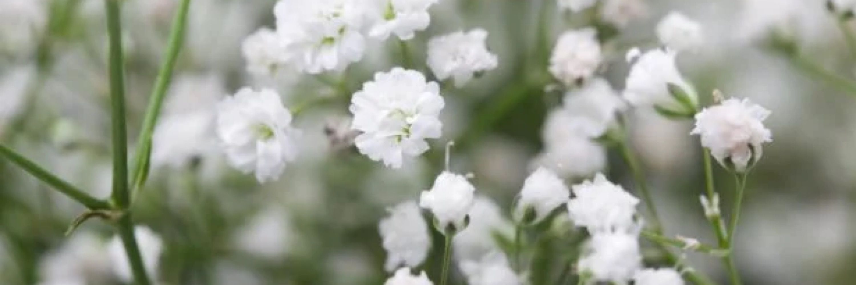 Blossoms