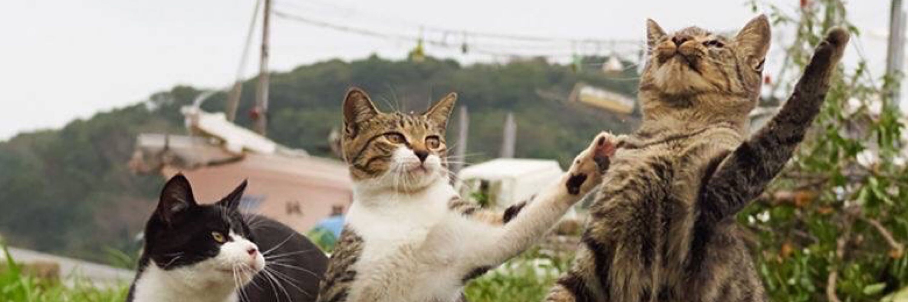 矢沢猫吉🎯😺
