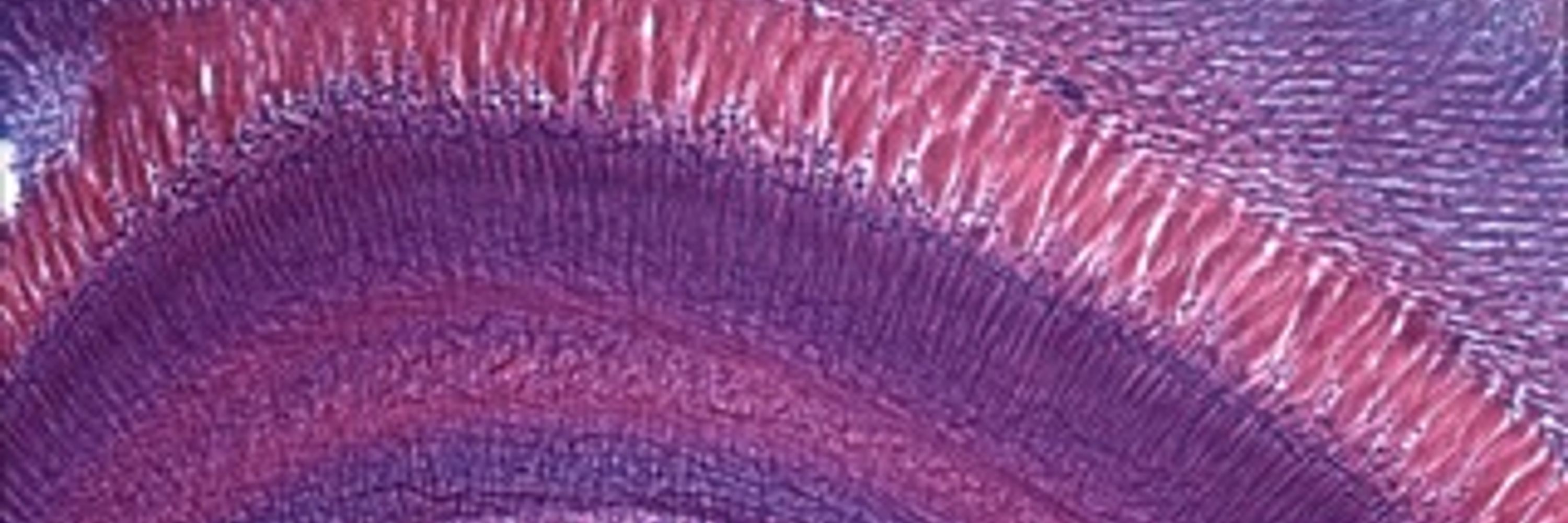International Society for Neuroethology