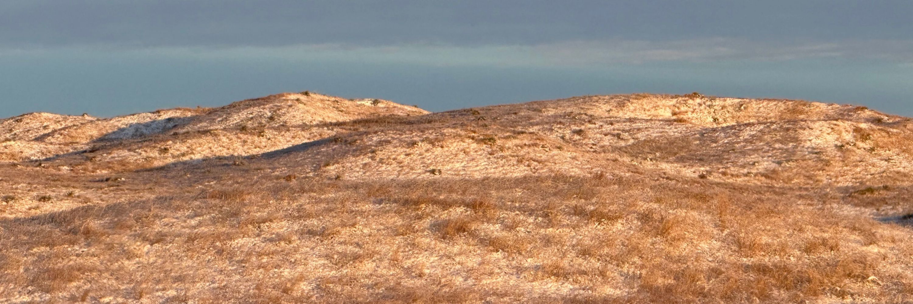 Sandhills Sue