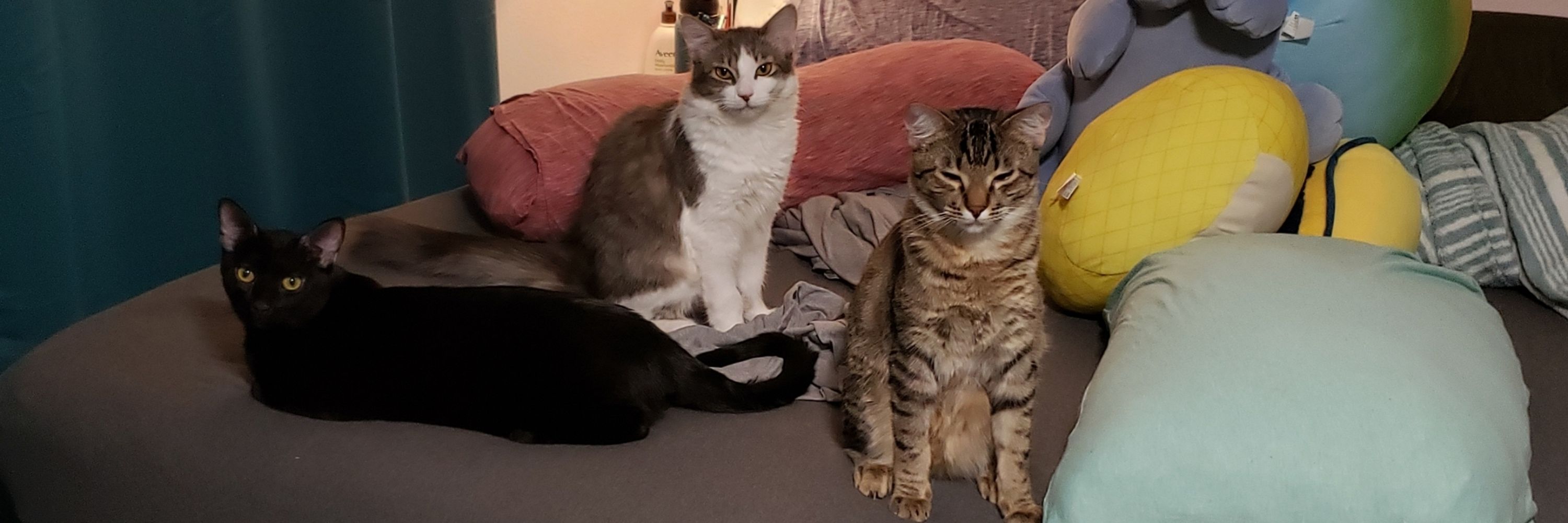coven of kitties