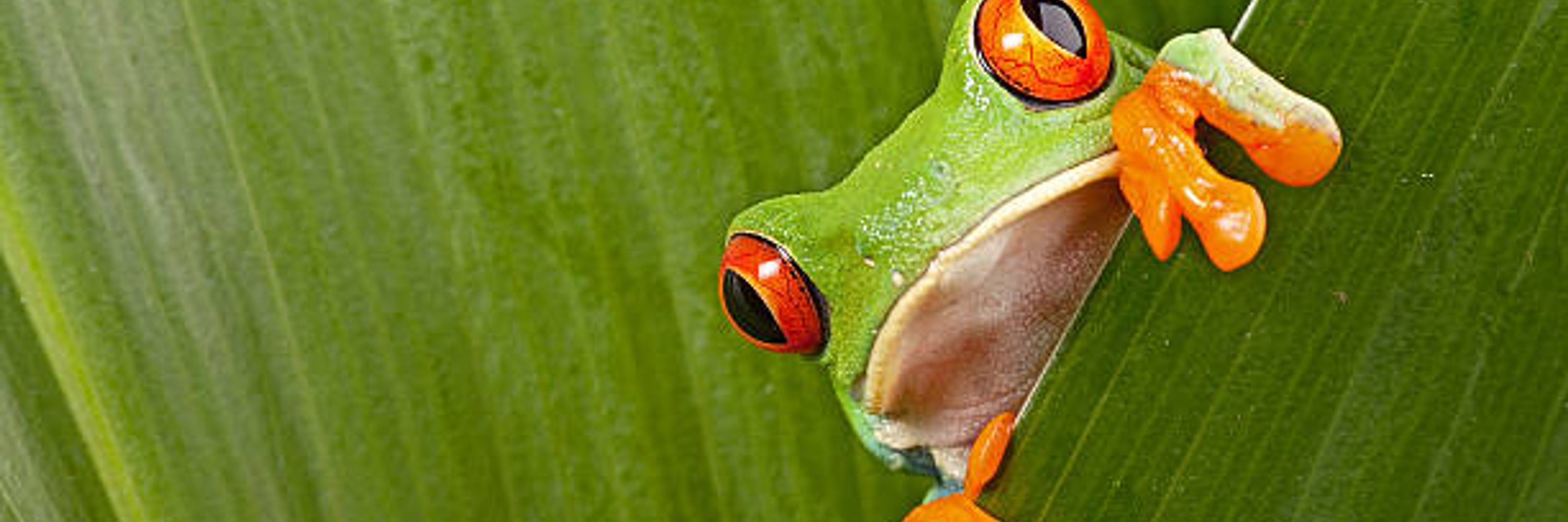 aRinz Froggofrog Mcfrog