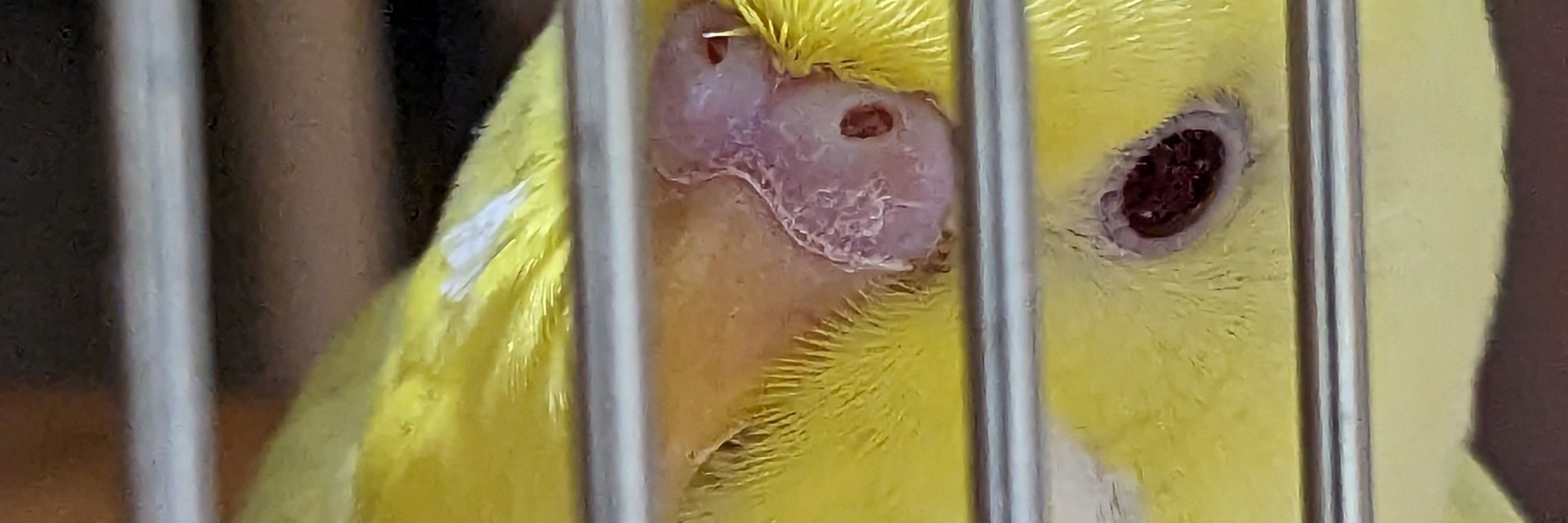 とり町