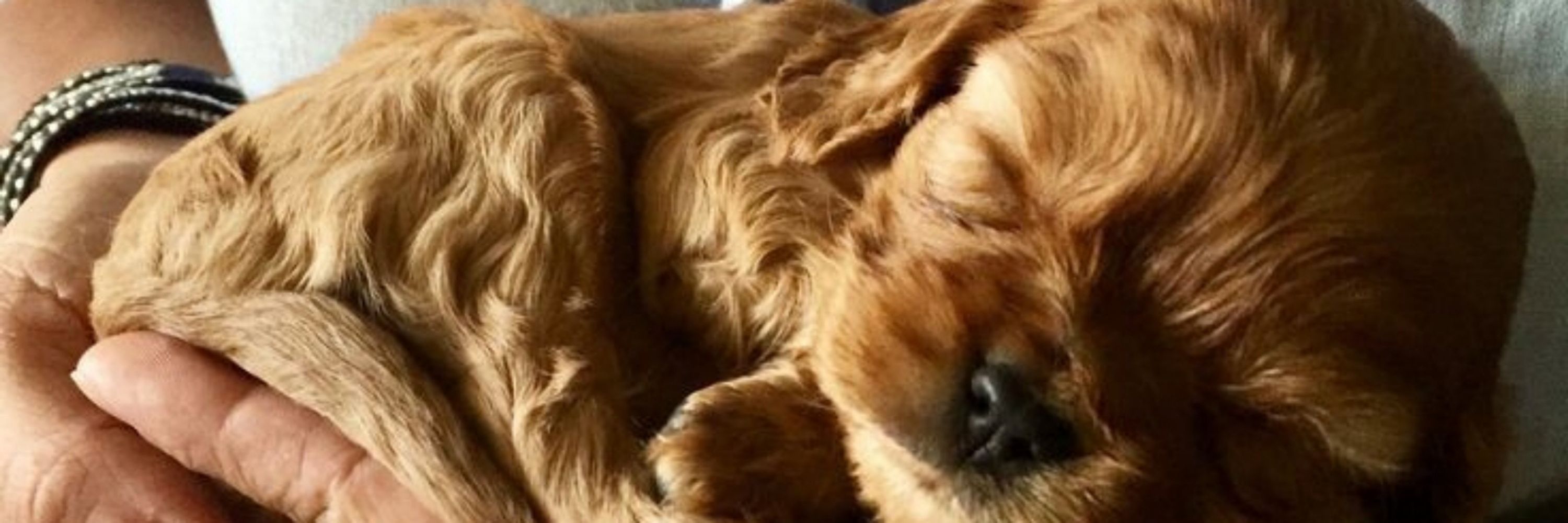 Hayley's cocker spaniels
