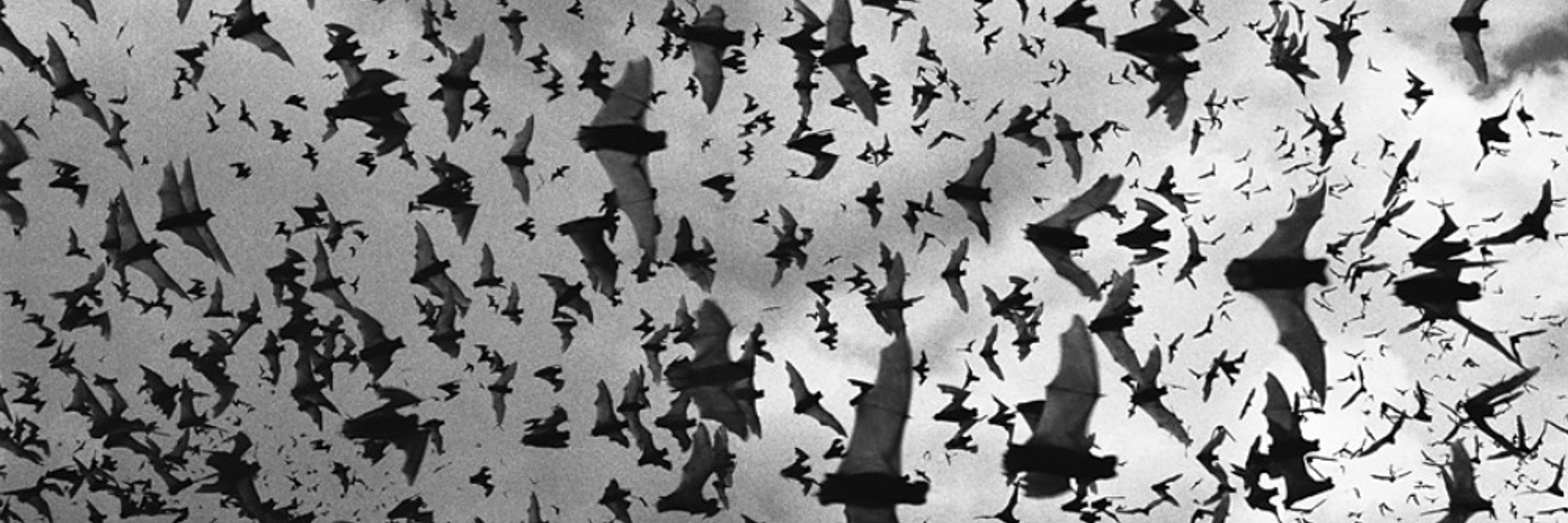 Epeolatrix 📚🦇 🫖