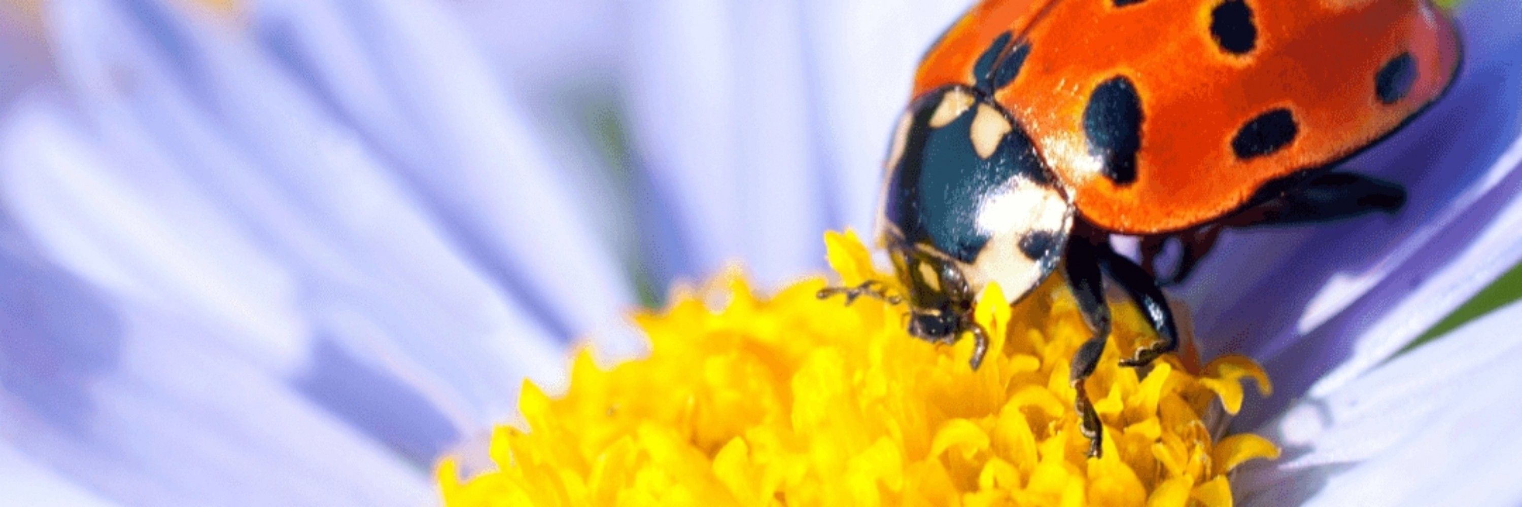 LolabugX
