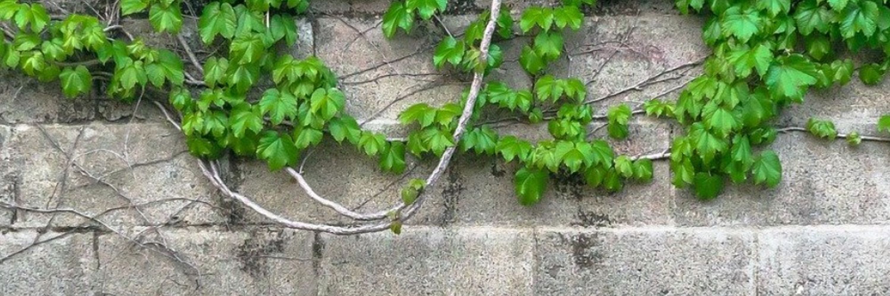 きな