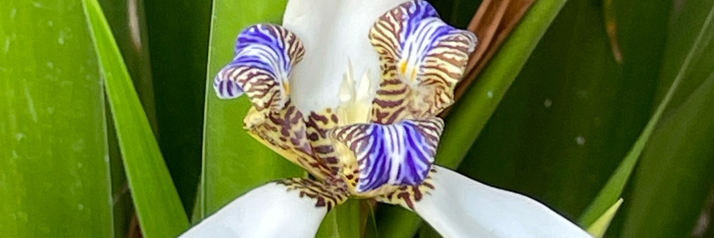 Thanifera