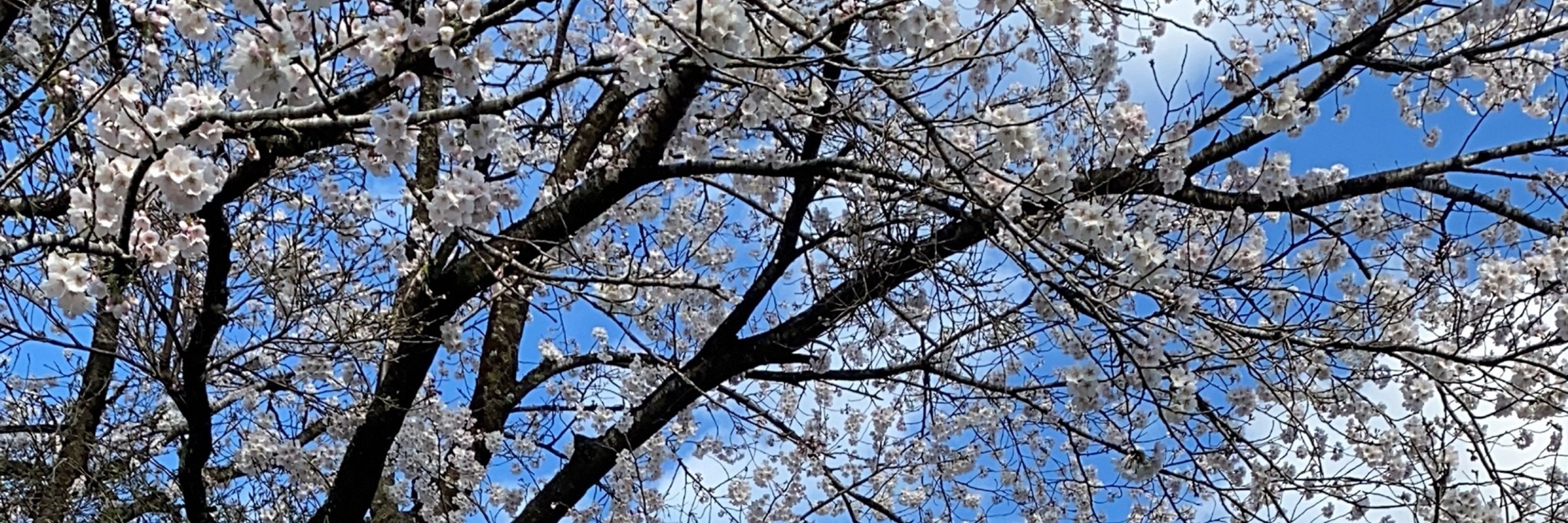 ばっかす