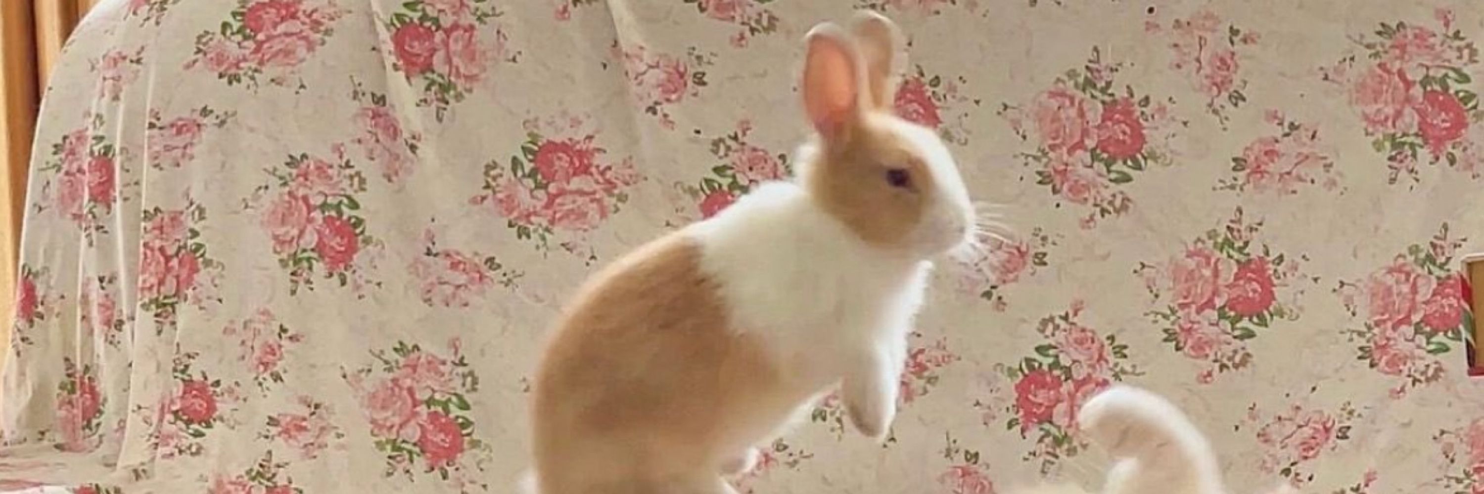 Bunny boy