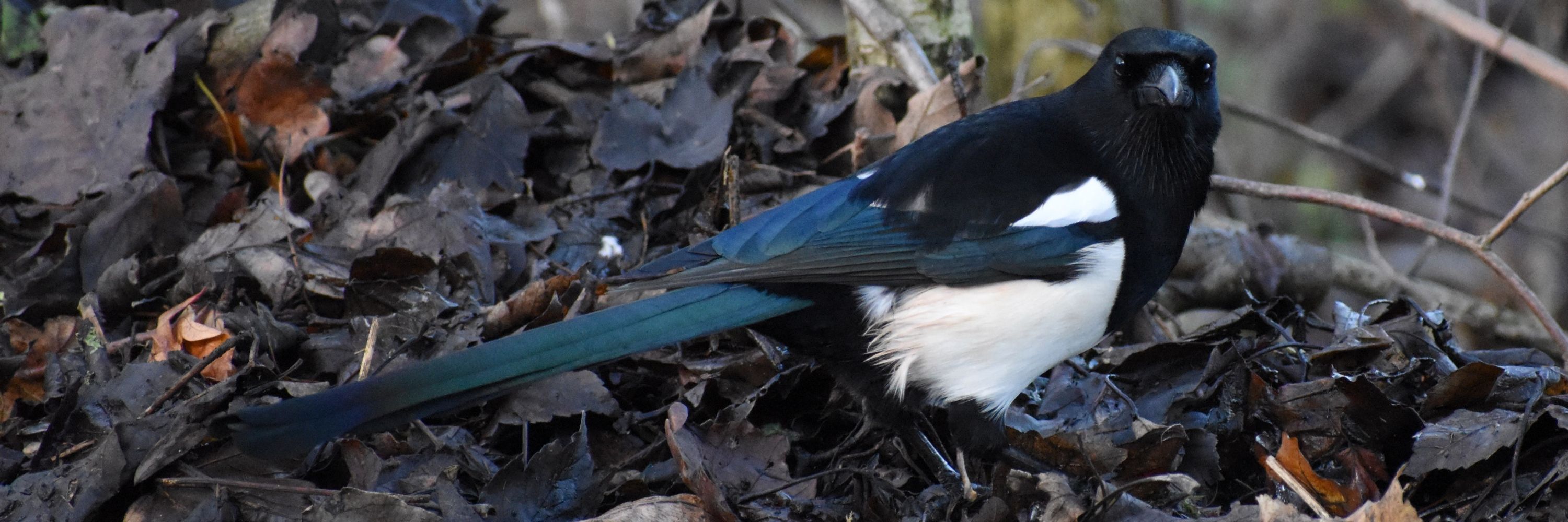 Squiggybird